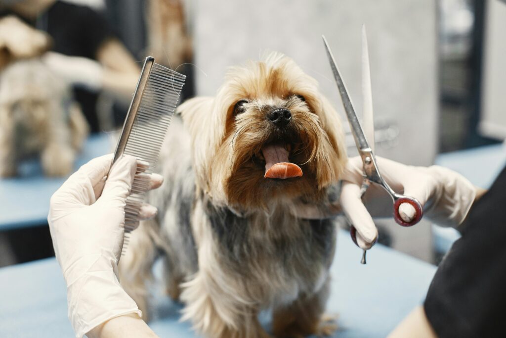 perro en peluqueria canina y felina cortado de pelo