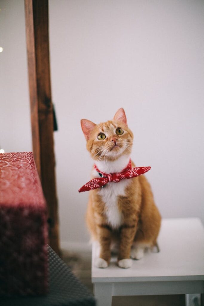 gato en una mesa