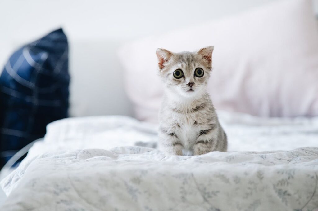 gato cachorro gris